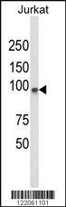 PLCL1 Antibody