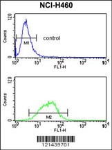 MAG Antibody