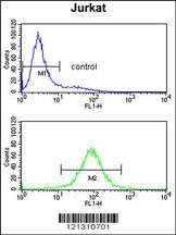 PCCB Antibody