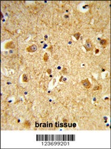 DNM3 Antibody