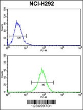 DNM3 Antibody