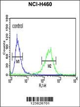 PISD Antibody