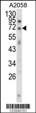 EWSR1 Antibody