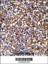 COTL1 Antibody