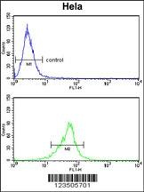 COTL1 Antibody