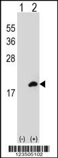 COTL1 Antibody