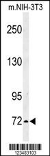 IL1RAPL2 Antibody