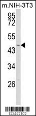 WDSUB1 Antibody