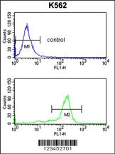 WDSUB1 Antibody
