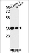 TAZ Antibody