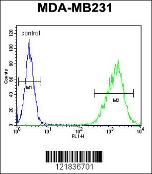 TAZ Antibody