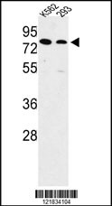 SLC3A1 Antibody