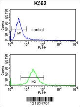 SLC3A1 Antibody