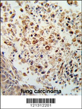 FPRL2 Antibody