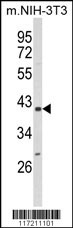 PPID Antibody