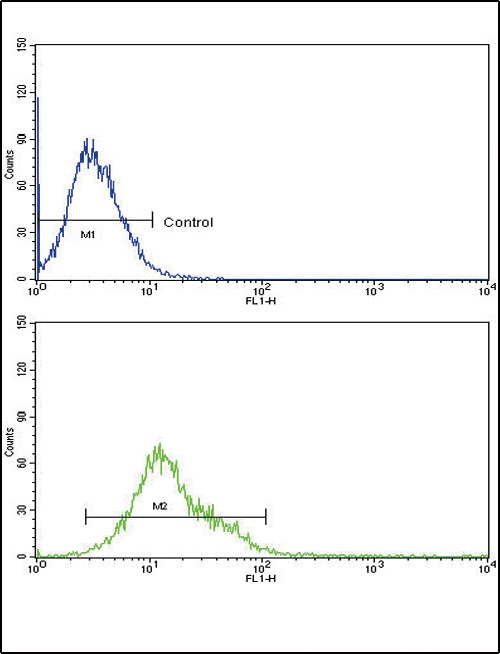 CYP8B1 Antibody