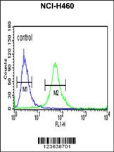 ITGBL1 Antibody