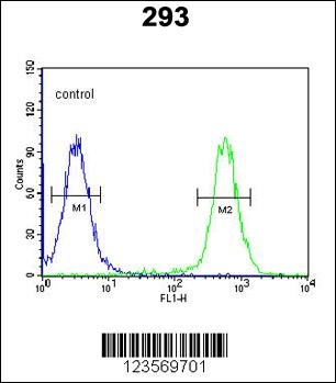 CSGALNACT2 Antibody