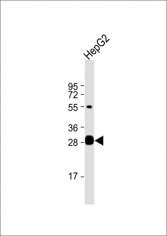 DCI Antibody