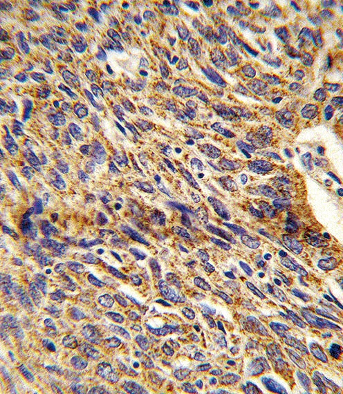 DCI Antibody