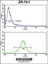 COQ3 Antibody