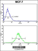 ARPC1B Antibody