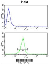 MPV17 Antibody