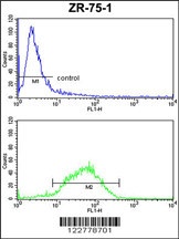 HSPA4L Antibody