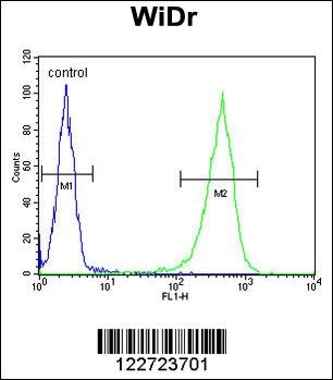 CCDC3 Antibody