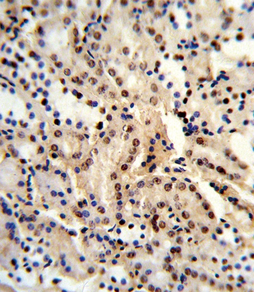 BAT1 Antibody