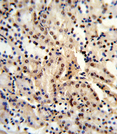 DDX39B Antibody