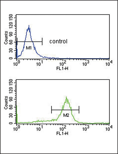 DDX39B Antibody