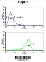 ACY3 Antibody