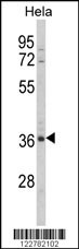 MDFIC Antibody