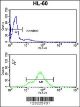 TSPAN1 Antibody