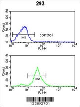 TSPAN12 Antibody