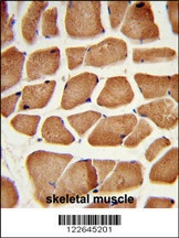 PECI Antibody