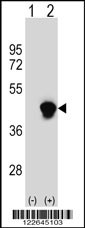 ECI2 Antibody