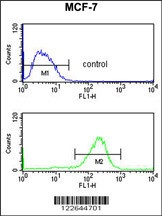 NIP7 Antibody