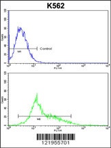 PARD3 Antibody