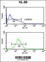 NR1I2 Antibody