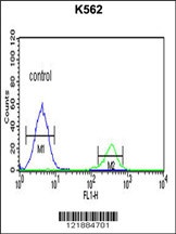 KIR3DS1 Antibody