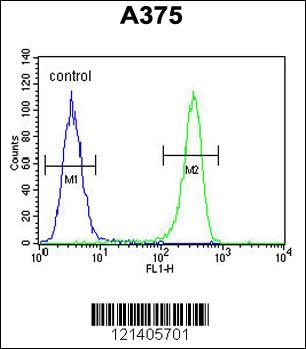 DSC1 Antibody