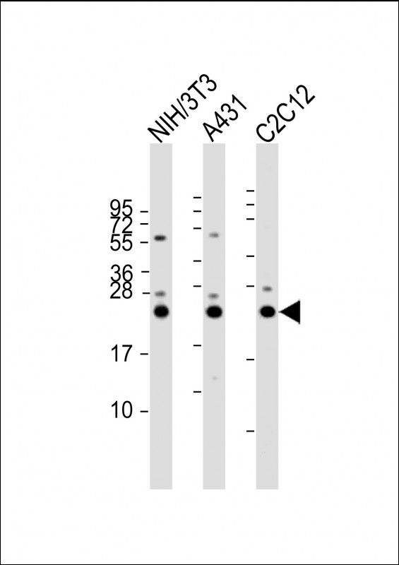 RAB7 Antibody