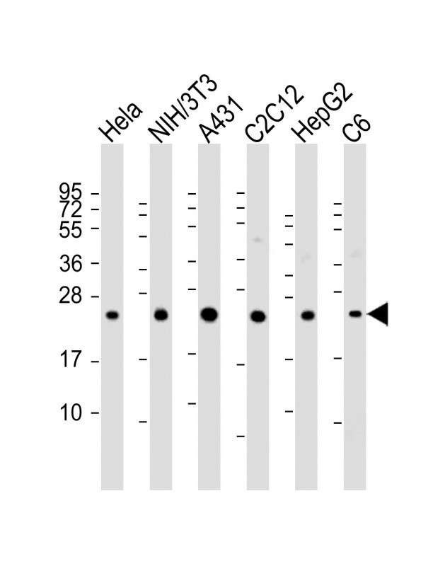 RAB7A Antibody