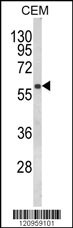 FLCN Antibody