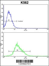 FLCN Antibody