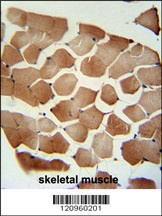 FLCN Antibody