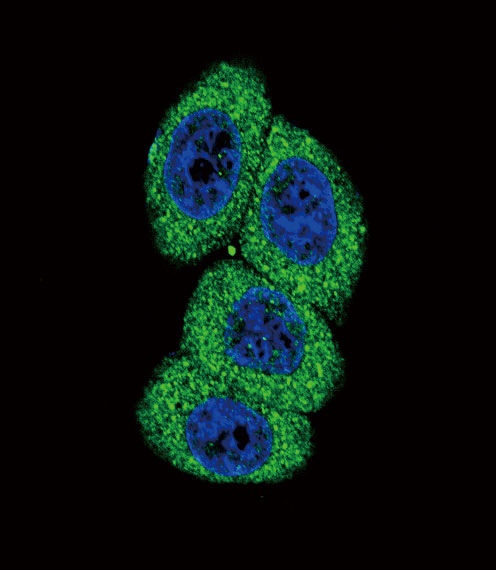 CYP4B1 Antibody