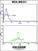 CYP2A13 Antibody